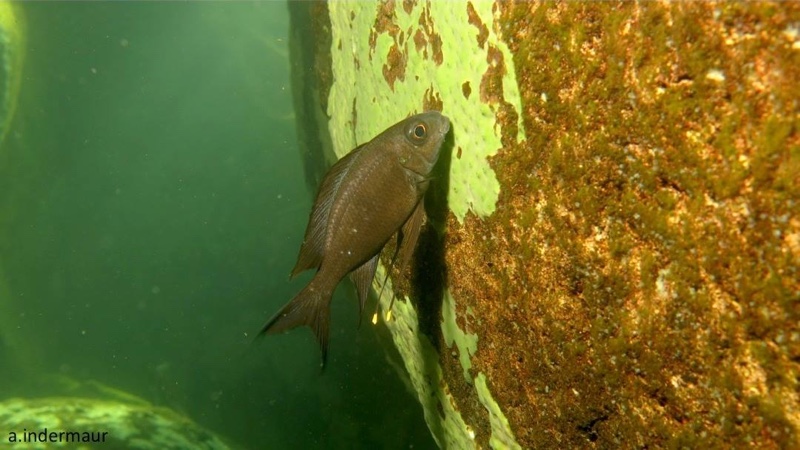 Ophthalmotilapia boops 'Korongwe Bay'